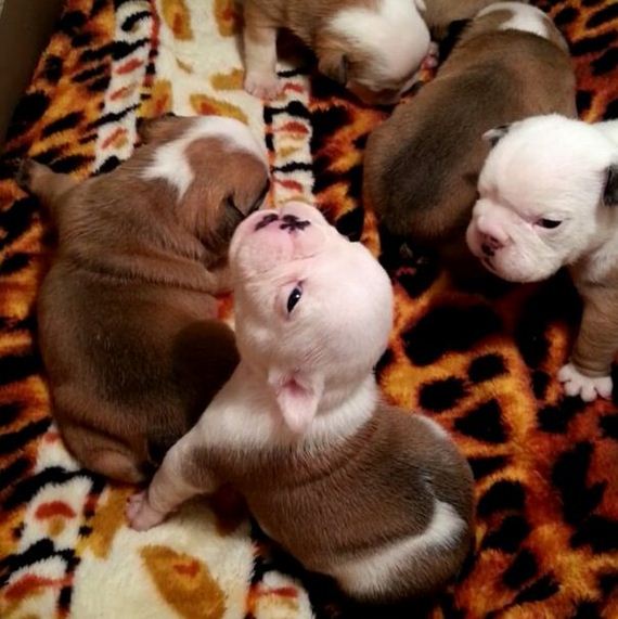 bulldog_puppies