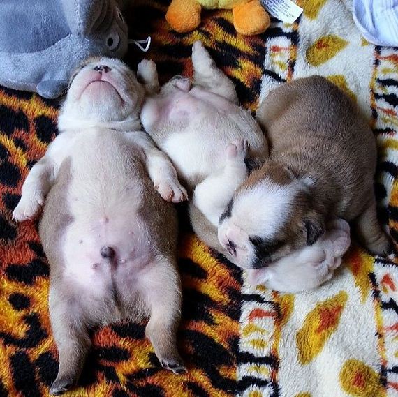 bulldog_puppies