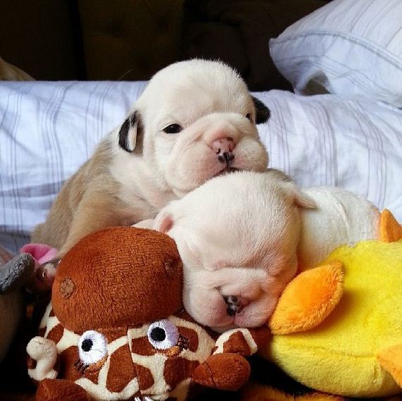bulldog_puppies