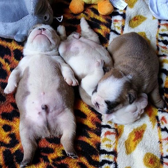 bulldog_puppies