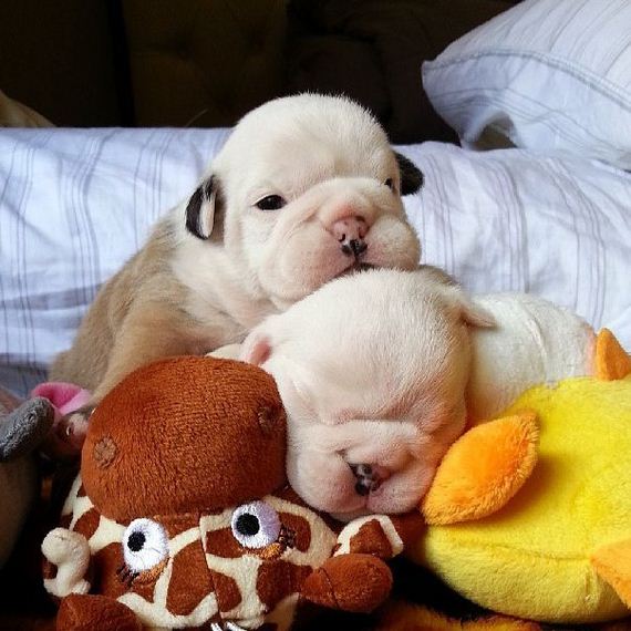 bulldog_puppies