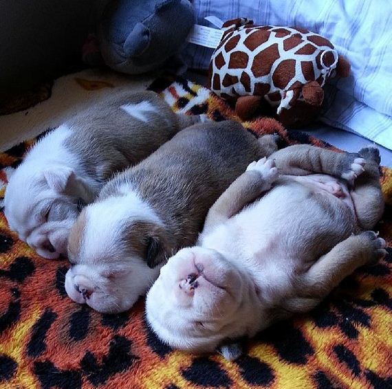 bulldog_puppies