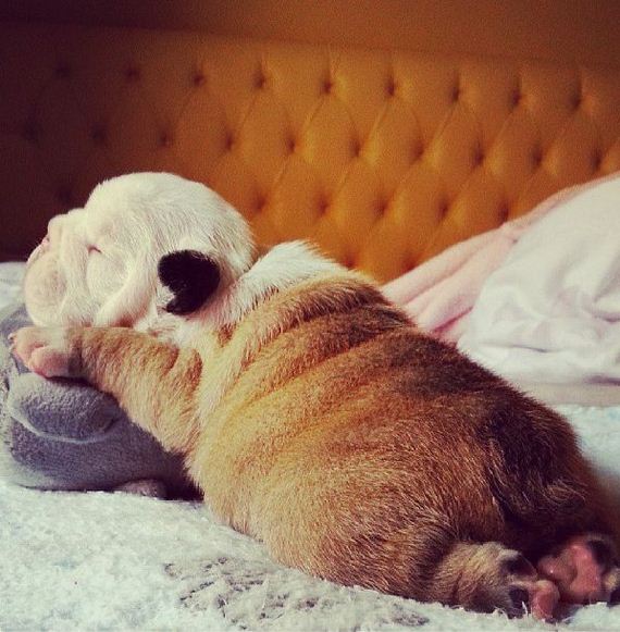 bulldog_puppies