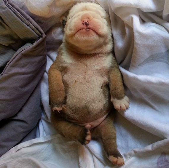 bulldog_puppies