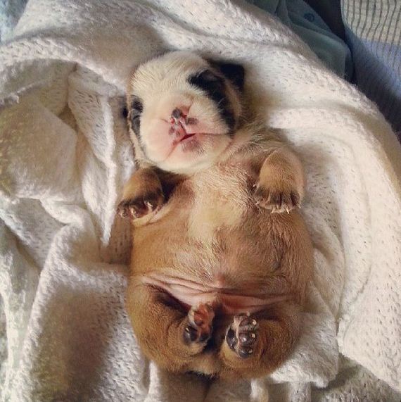 bulldog_puppies