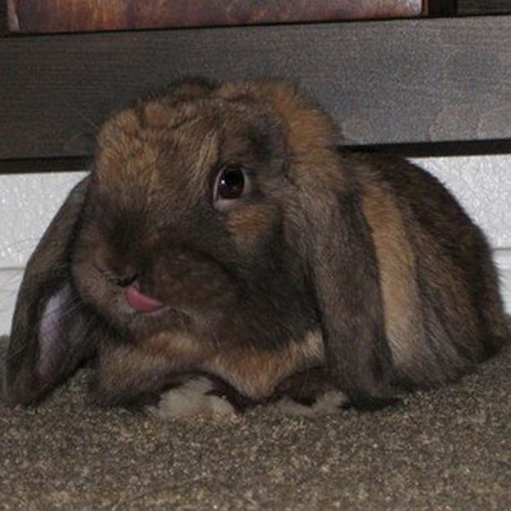 bunny_tongues_that_will_melt_your_heart