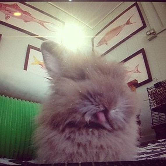 bunny_tongues_that_will_melt_your_heart