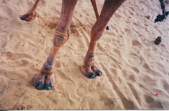 camel-toe-once