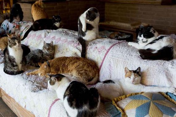 cat-sanctuary
