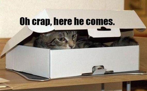 cat_in_the_box