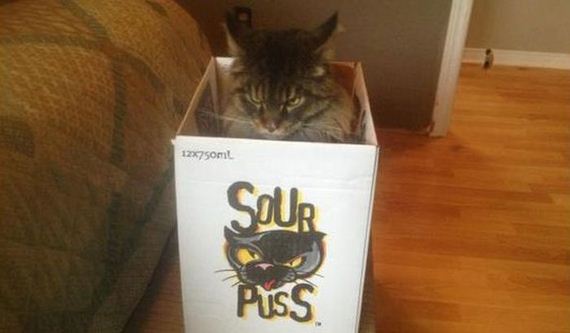 cats_in_boxes