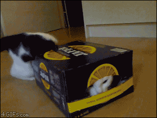 cats_in_boxes