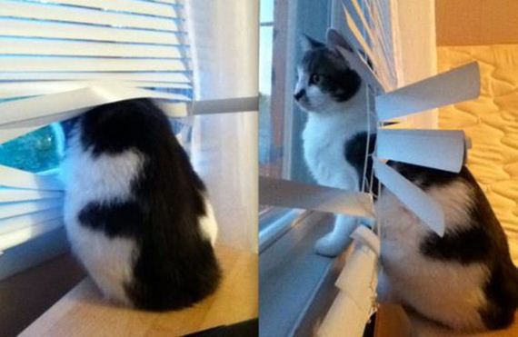 cats_vs_blinds