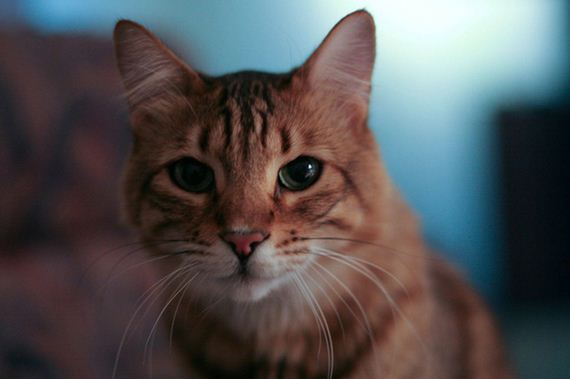 caturday-1