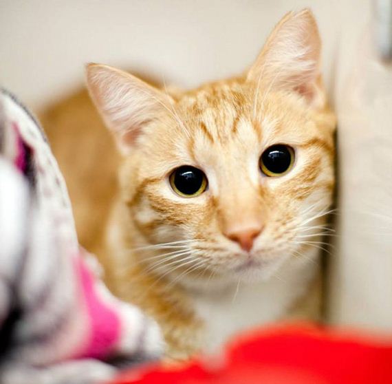 caturday-1