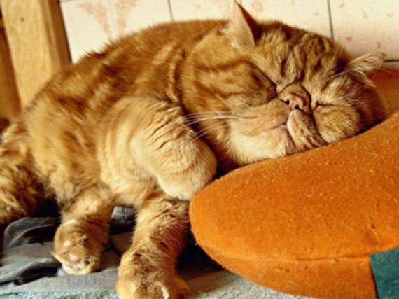 caturday-1