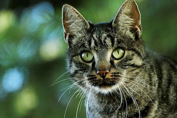 caturday-1