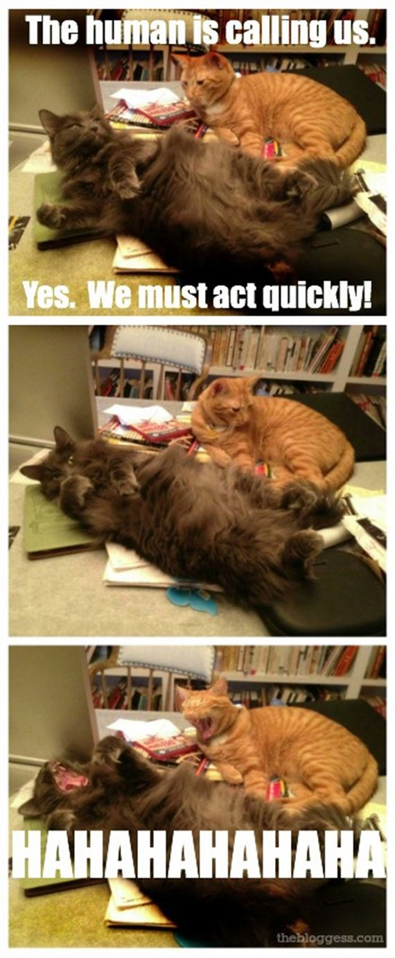caturday-1