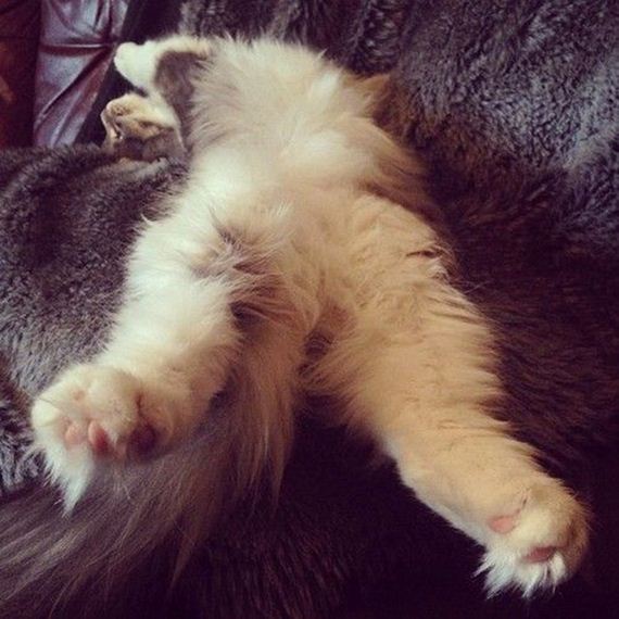 caturday-1