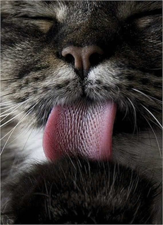 caturday-1