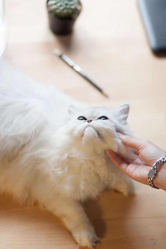 caturday-1