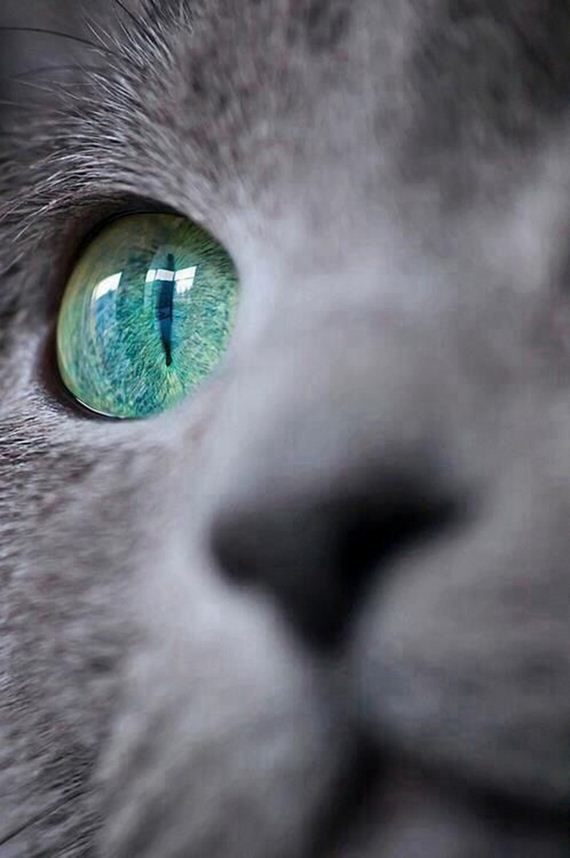 caturday-1