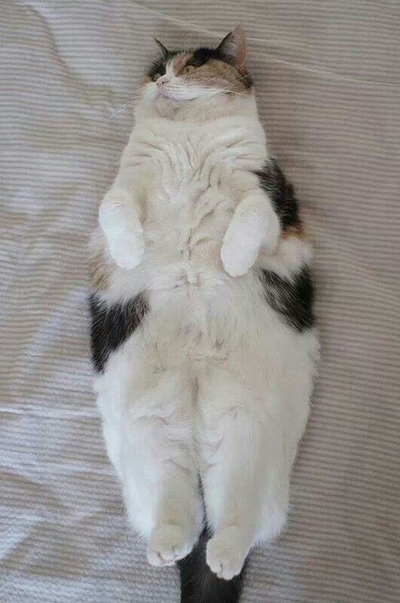 caturday-1