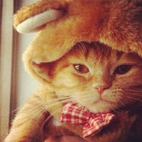 caturday-1