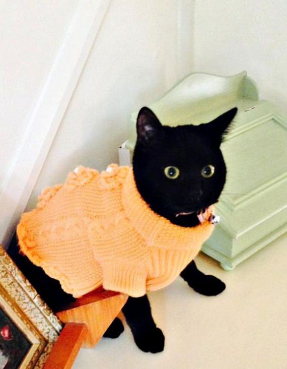 caturday-1