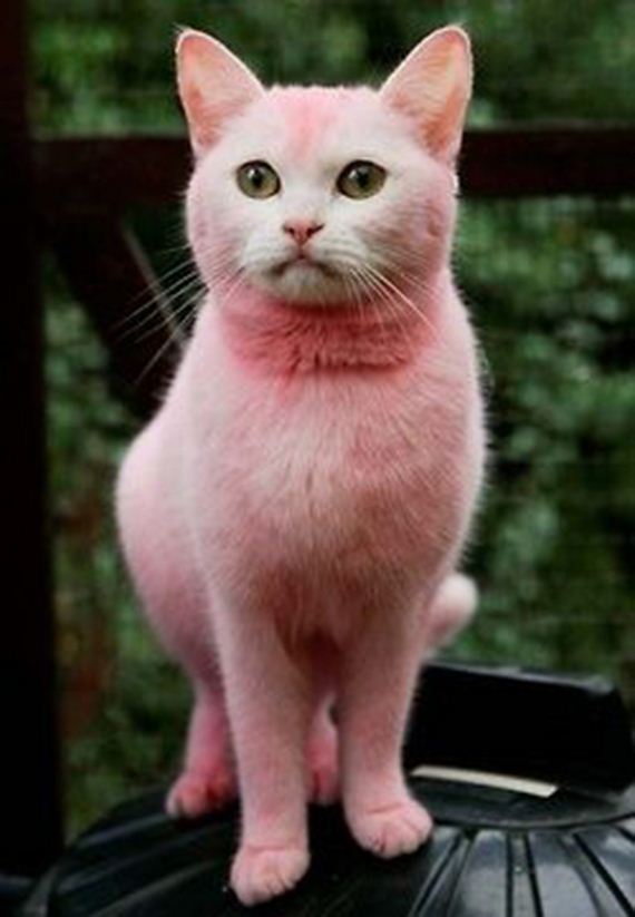caturday-1