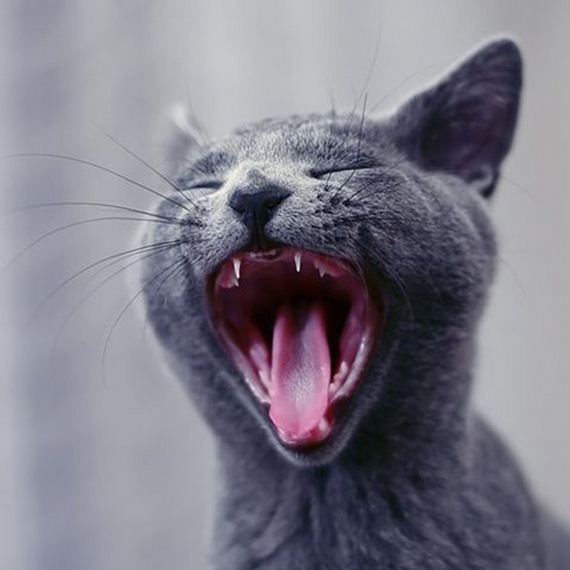 caturday-1