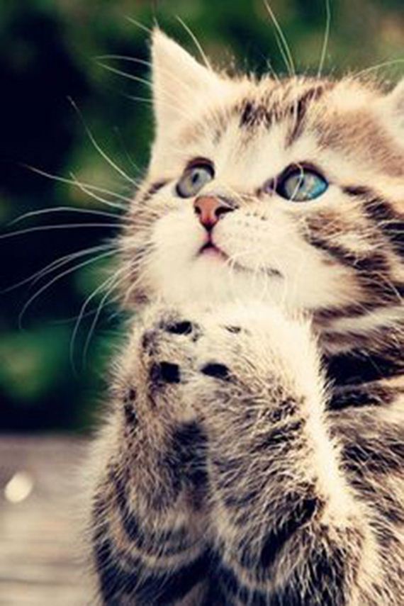 caturday-1