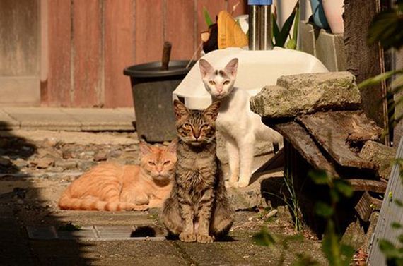 caturday-1