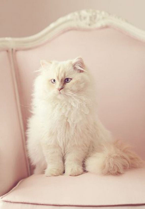 caturday-1