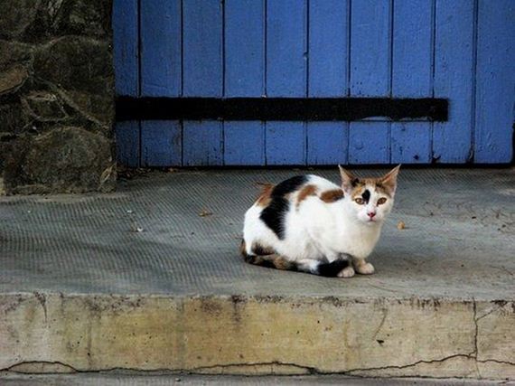 caturday-1