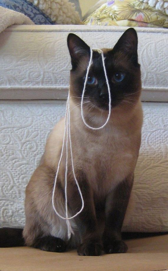 caturday-1