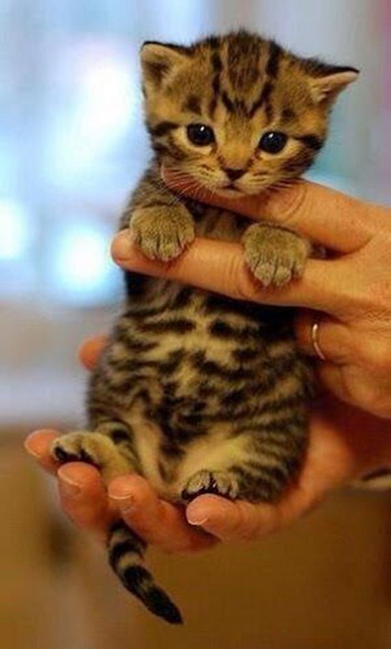 caturday-1
