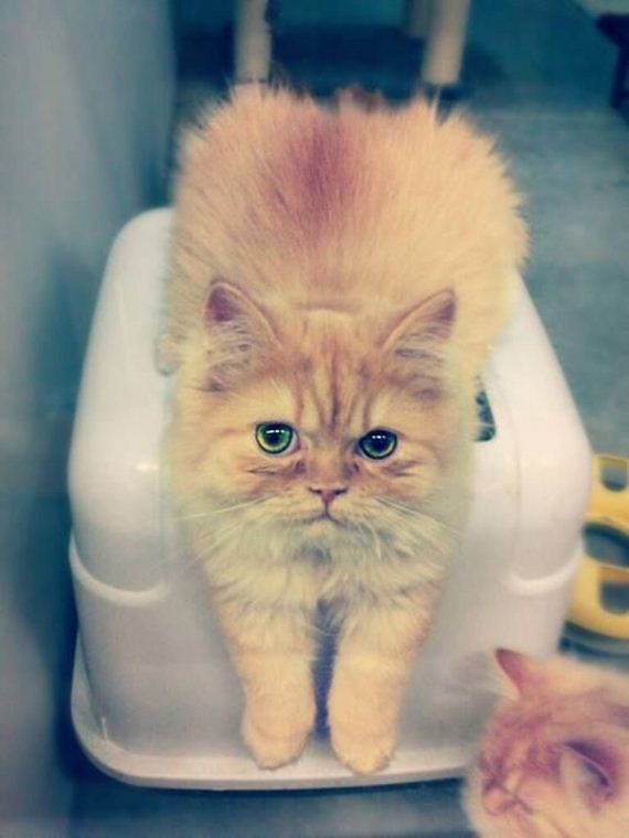 caturday-1