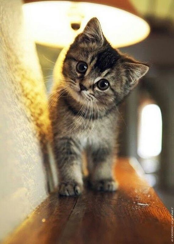 caturday-1