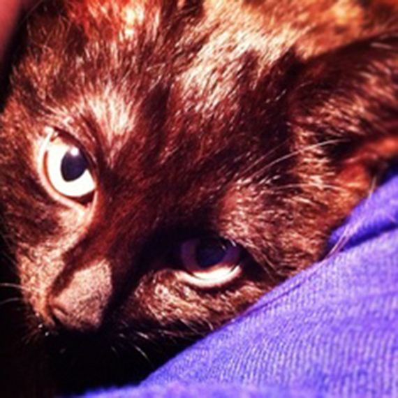 caturday-1