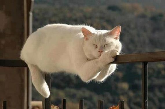 caturday-1
