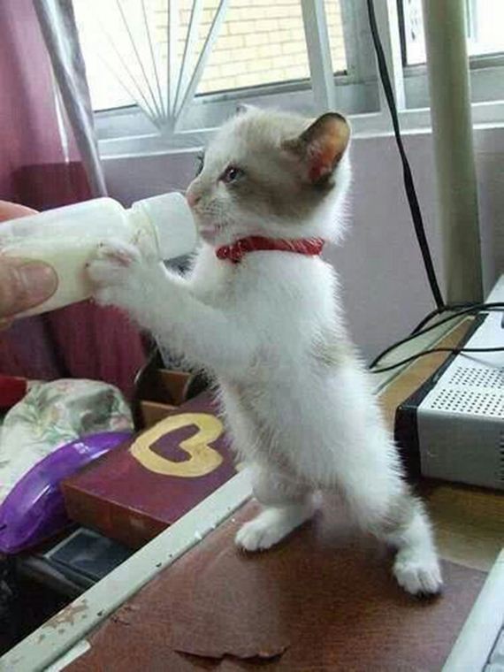 caturday-1