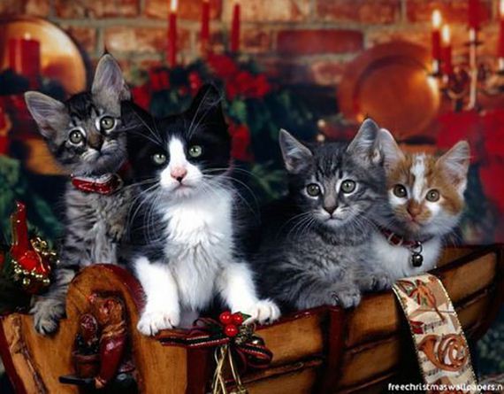 christmas-cats-013