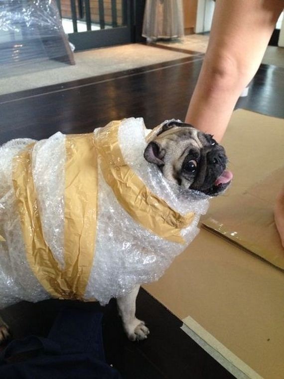 costumes-that-prove-pugs