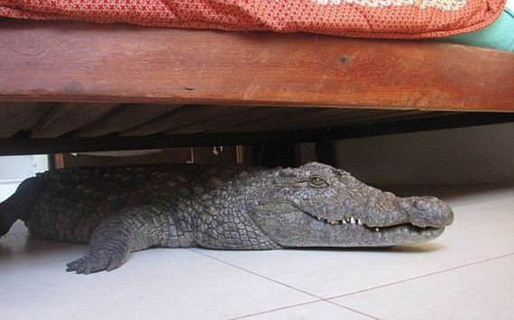 crocodile_hidden_under_his_bed