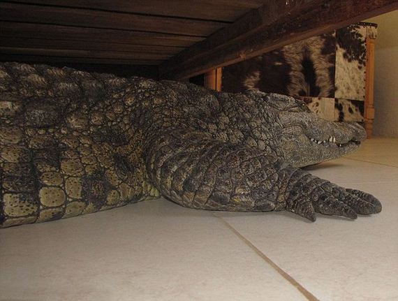 crocodile_hidden_under_his_bed