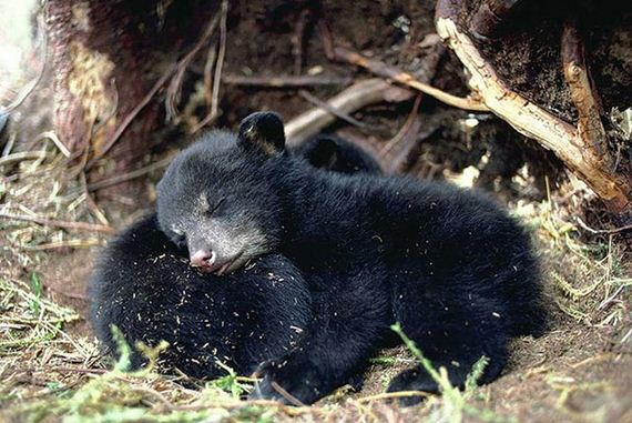cute_animals_sleeping_pillows