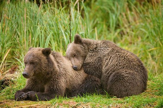 cute_animals_sleeping_pillows