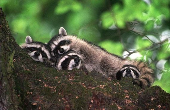 cute_animals_sleeping_pillows