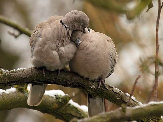 cute_animals_sleeping_pillows-4